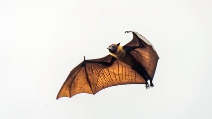Flying fox, huge bat flying, Maldives.