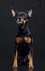 Toy Terrier Dog on Isolated Black Background in studio
