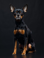 Toy Terrier Dog on Isolated Black Background in studio