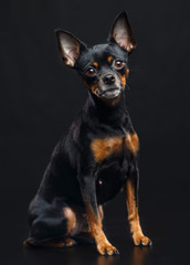 Toy Terrier Dog on Isolated Black Background in studio