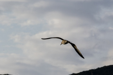 volare via gabbiano