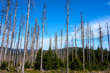 view over hills with a dead trees in the foreground