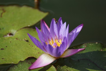 purple water lily in pond