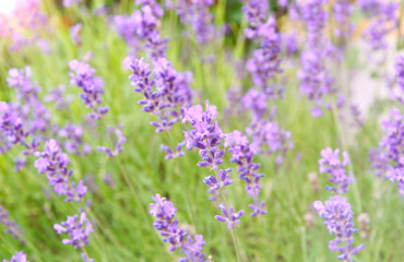 Lavender field with lens flare and lens blur.
lavender flowers represent purity, silence.
