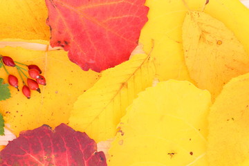 Hintergrund bunte Blätter im goldenen Herbst