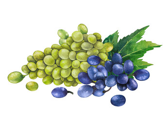 Watercolor bunches white and blue of grapes decorated with leaves