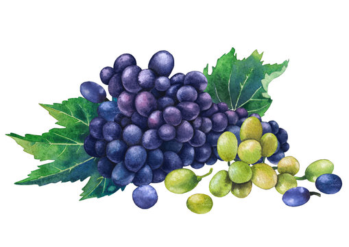 Watercolor bunches blue and white of grapes decorated with leaves