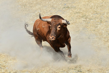 toro