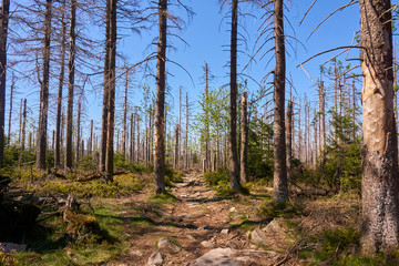 natural path through a forest with dead trees with a blue sky in the background