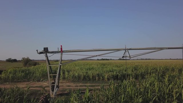 Drone footage, aerial view of water irrigation system in cultivated cornfield