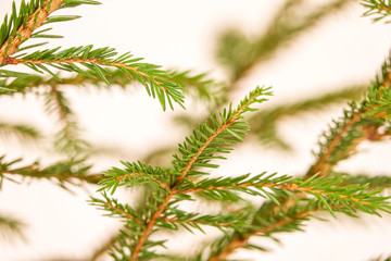 Fir branches on white background.