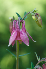 pink aquilegia (columbine)  flower on a green blurred background