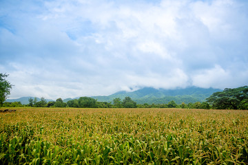 Fototapeta na wymiar Corn field with mountain on background. 