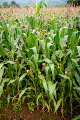 Corn field with mountain on background. 