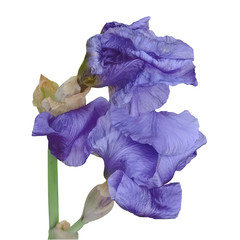 Still undiscovered flower of a purple iris, the flower beautifully unfolds