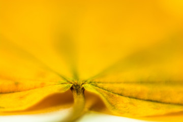 A large yellow leaf, shot close-up.