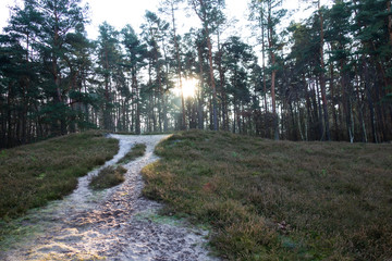 Spaziergang im Wald im Winter schönem Wetter
