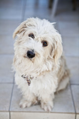 fotografia di cagnolino che inclina la testa.