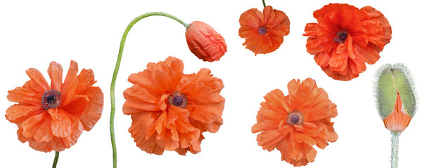 Bright red flowers and a poppy bud on a white background, poppies isolate