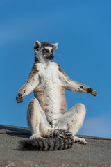 A ring-tailed lemur sun bathing - obrazy, fototapety, plakaty