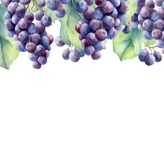 watercolor grapes branch on white background