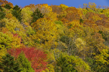 Fototapeta premium 奥飛騨温泉郷の紅葉