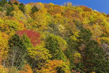 Fototapeta premium 紅葉する山