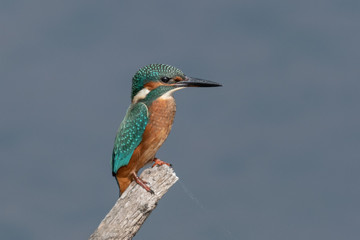 Eisvogel
