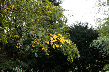 Baum mit Blättern im Herbst
