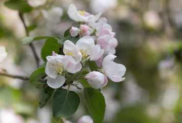 Obraz na płótnie Canvas Apple Blossoms