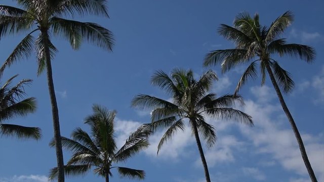 Palm trees, blue sky, some clouds and blue ocean. Light winds. Tropical paradise