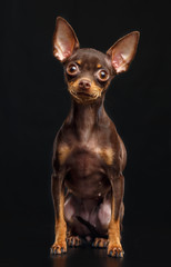 Toy Terrier Dog on Isolated Black Background in studio