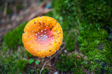 Amanita Muscaria and green star moss background in the forest, view from above