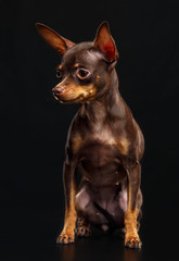 Toy Terrier Dog on Isolated Black Background in studio