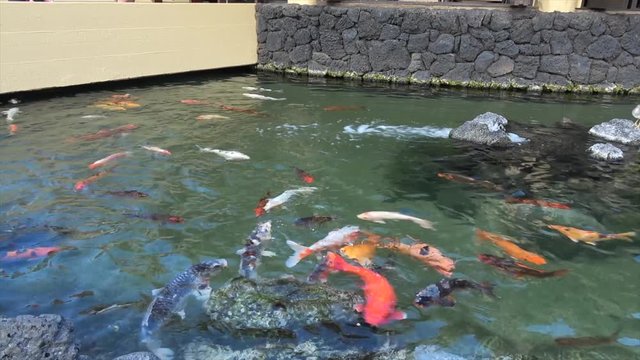 Koi Carp swimming in pond. many colorful fish get fed. big and small fishes