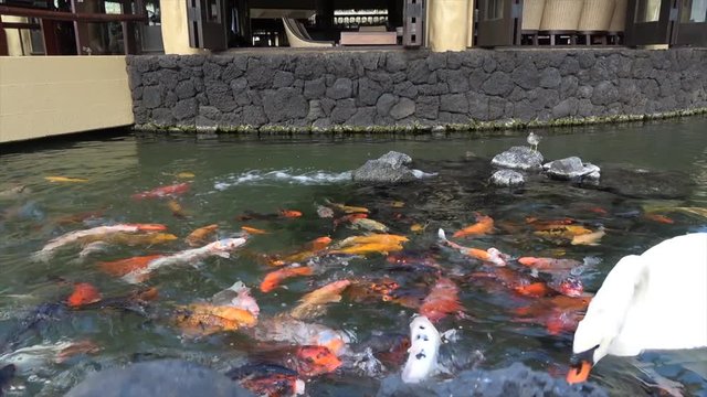 Koi Carp swimming in pond. many colorful fish get fed. big and small fishes