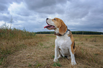 Beagle dog on the background of thick clouds