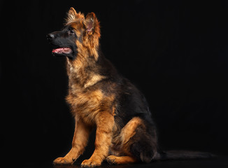 German Shepherd Dog  Isolated  on Black Background in studio