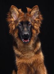 German Shepherd Dog  Isolated  on Black Background in studio