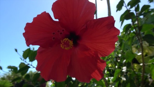 Hibiscus swinging in the wind. Tropical view on a sunny day