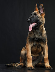 Belgian Shepherd Dog, malinois dog on Isolated Black Background in studio