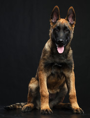 Belgian Shepherd Dog, malinois dog on Isolated Black Background in studio