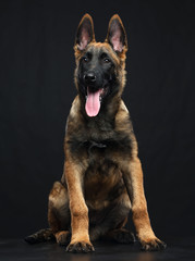 Belgian Shepherd Dog, malinois dog on Isolated Black Background in studio