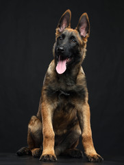 Belgian Shepherd Dog, malinois dog on Isolated Black Background in studio