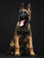 Belgian Shepherd Dog, malinois dog on Isolated Black Background in studio