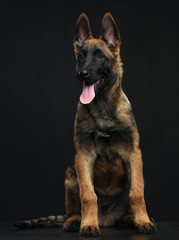 Belgian Shepherd Dog, malinois dog on Isolated Black Background in studio