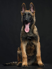 Belgian Shepherd Dog, malinois dog on Isolated Black Background in studio