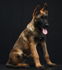Belgian Shepherd Dog, malinois dog on Isolated Black Background in studio