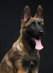 Belgian Shepherd Dog, malinois dog on Isolated Black Background in studio