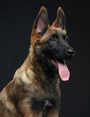 Belgian Shepherd Dog, malinois dog on Isolated Black Background in studio